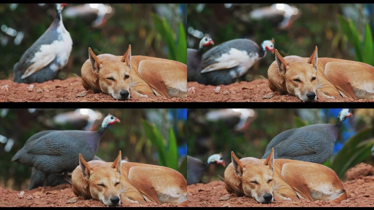 印度果阿。国内的几内亚鸟在农场睡觉的狗附近行走。珍珠鸡