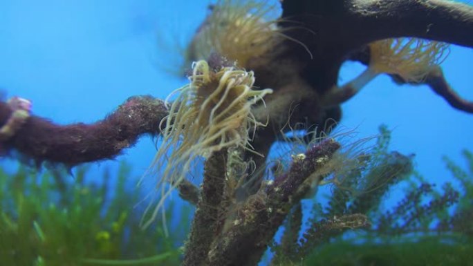 深蓝色海洋中的珊瑚，海葵和海藻的水下视图