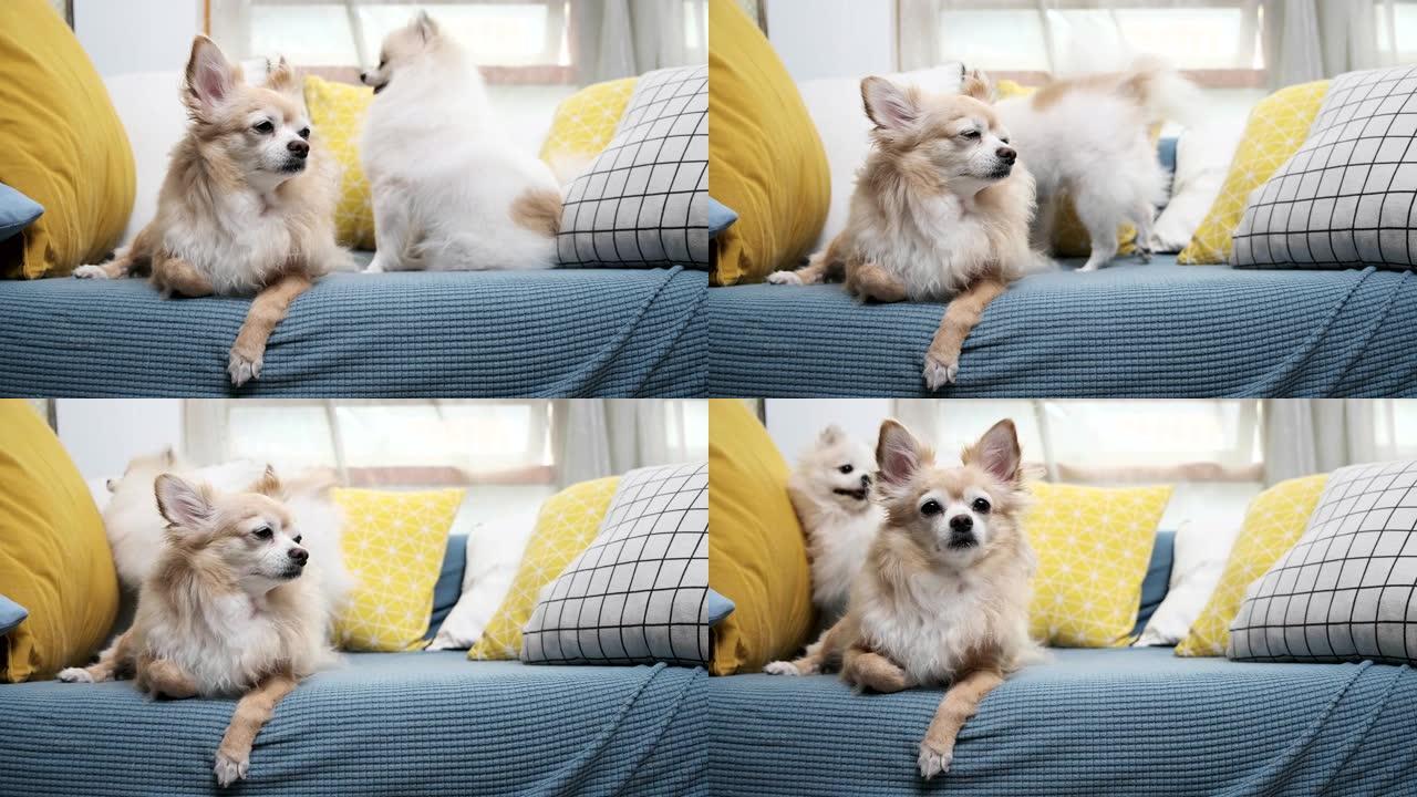 肖像小狗快乐放松沙发客厅的4k镜头