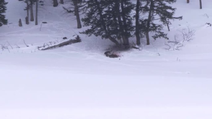 远处的景象，狼群在冬天吃麋鹿的猎物