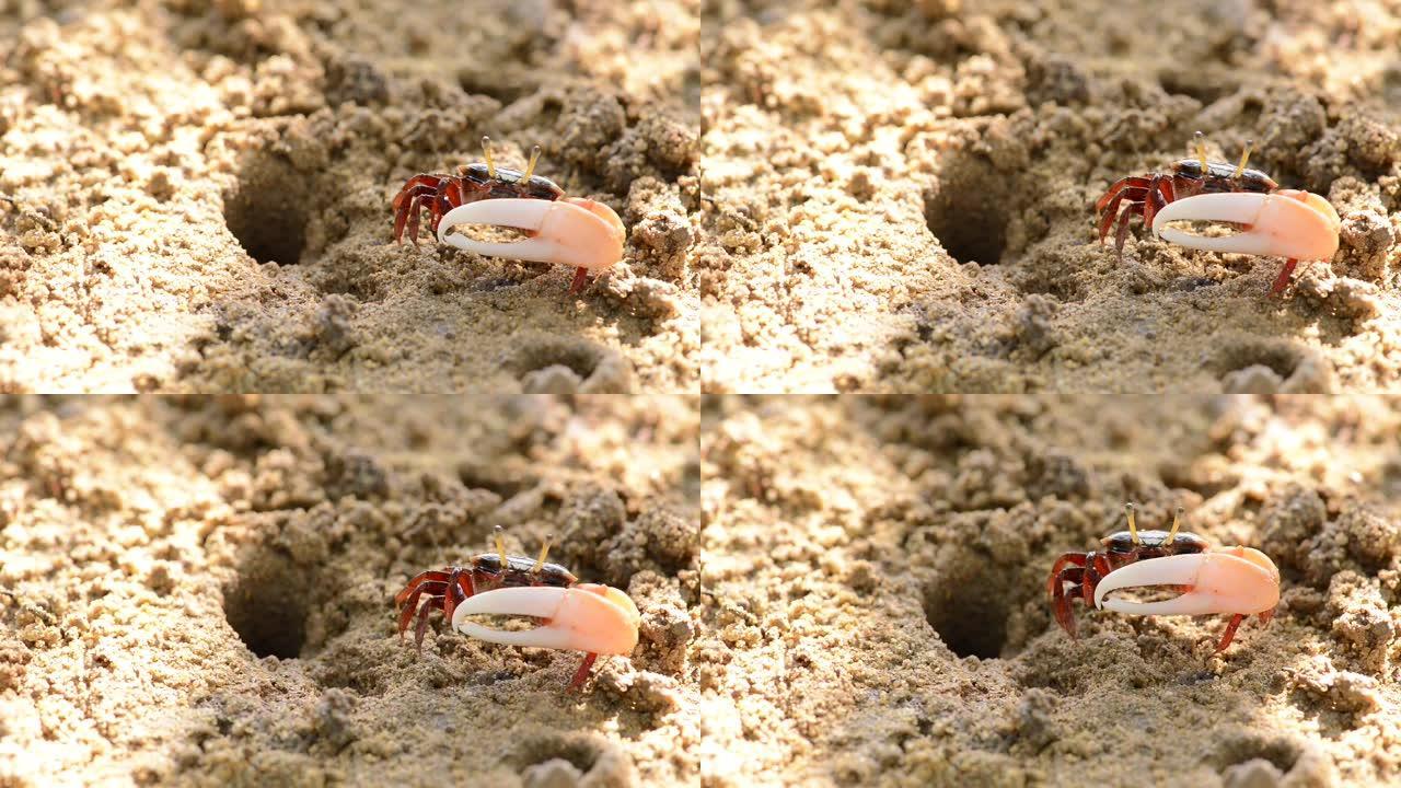 泰国普吉岛海滩红树林中的招潮蟹