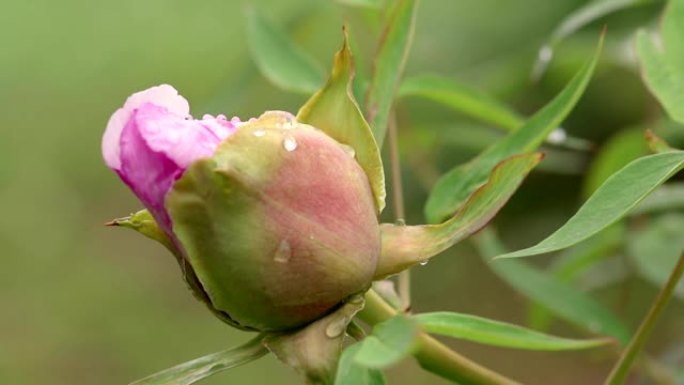 雨后粉红牡丹花蕾