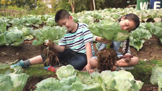 亚洲家庭的前视图，有两个兄弟姐妹的孩子从一个有机花园收获蔬菜。一个穿着休闲服的哥哥和小妹妹在一个夏天
