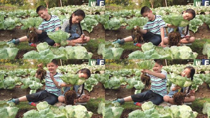 亚洲家庭的前视图，有两个兄弟姐妹的孩子从一个有机花园收获蔬菜。一个穿着休闲服的哥哥和小妹妹在一个夏天