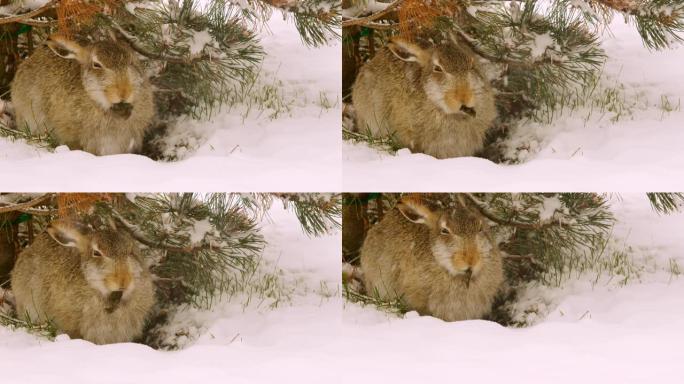 兔子在树下下雪时吃叶子