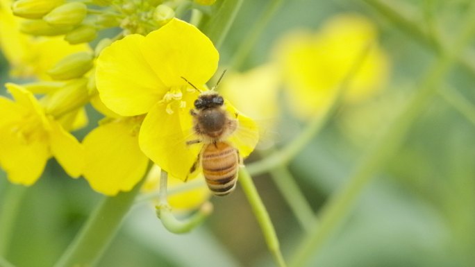 蜜蜂采蜜油菜花实拍镜头