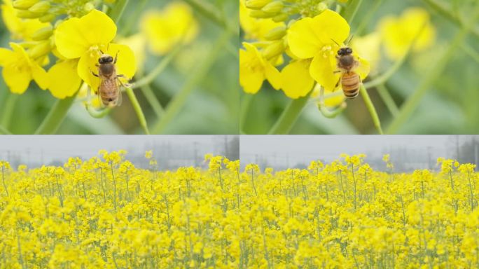 蜜蜂采蜜油菜花实拍镜头