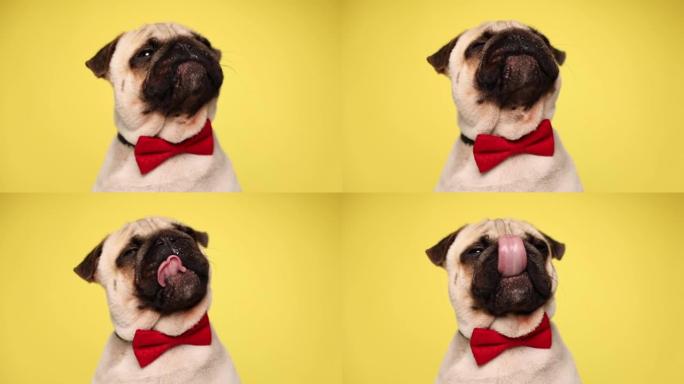 国内年轻的哈巴狗抬头，戴着红色领结，在黄色背景上舔嘴