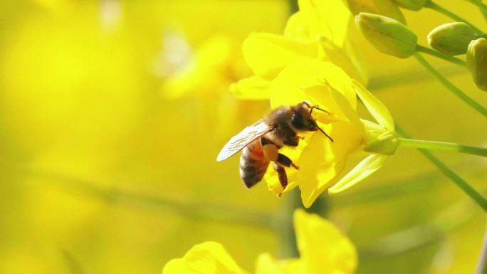 春天金黄色的油菜花上蜜蜂采蜜慢镜头特写