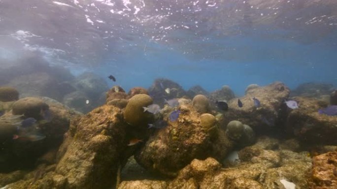 加勒比海/库拉索岛珊瑚礁浅水中的海景，有海洋刺鱼，蓝塘鱼和Doctorfish