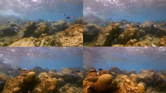 加勒比海/库拉索岛珊瑚礁浅水中的海景，有海洋刺鱼，蓝塘鱼和Doctorfish