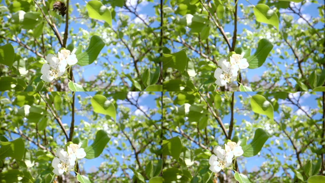 树上白花上的飞蜂
