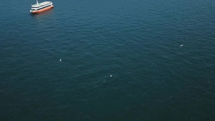 海鸥在伊斯坦布尔海峡城市景观中飞翔