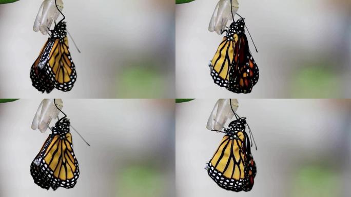 从蝶蛹中新出现的帝王蝶干燥翅膀