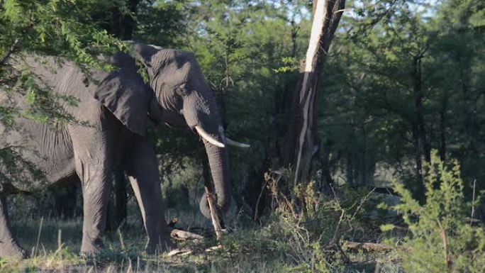 非洲大象吃从树上剥下的树皮