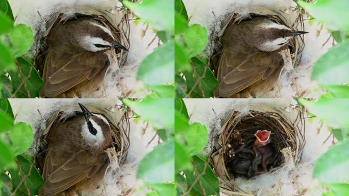 2天大的幼鸟在黄色通风的bulbul (Pycnonotus goiavier) 或东部黄色通风的巢