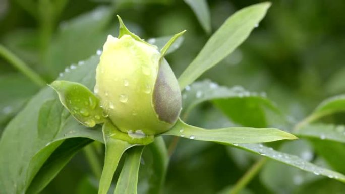 雨后白牡丹