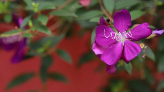 紫色的花朵盛开，在自然背景上。紫罗兰花在柔和的绿色自然叶子上。栀子花。学名为Tibouchina u