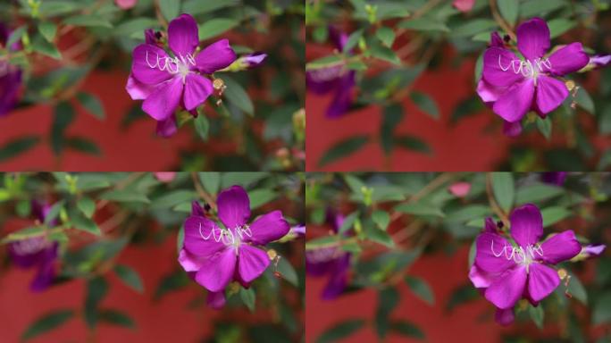 紫色的花朵盛开，在自然背景上。紫罗兰花在柔和的绿色自然叶子上。栀子花。学名为Tibouchina u