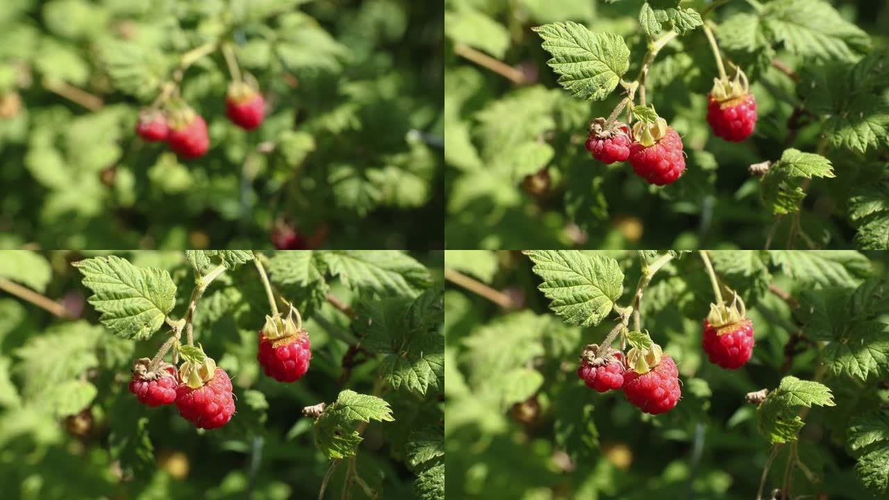 在灌木丛中生长的红树莓特写镜头。将浆果从风中颤抖。夏季季节和收获概念。