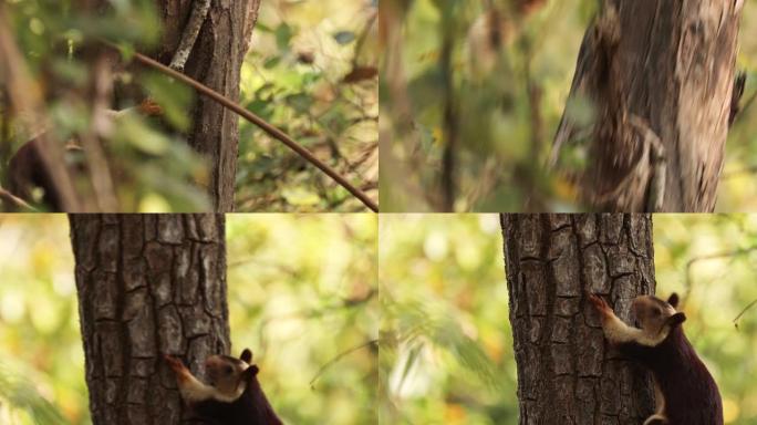 印度果阿。印度巨松鼠，或称马拉巴巨松鼠，以树蚁为食攀爬的鼠尾草。它是印度森林林地原产的Ratufa属