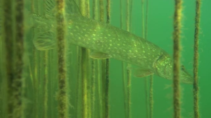 大自然栖息地野生梭鱼的冒险图片。游泳梭鱼的平静视频，鱼体上有美丽的光线反射。