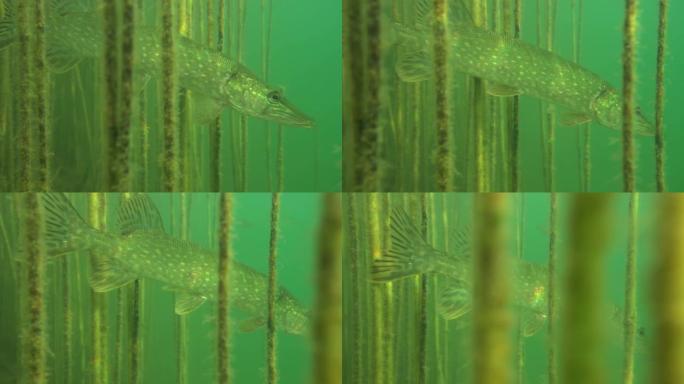 大自然栖息地野生梭鱼的冒险图片。游泳梭鱼的平静视频，鱼体上有美丽的光线反射。