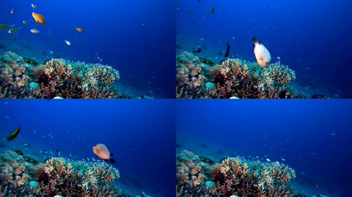 海洋珊瑚花园蓝色橙色鱼