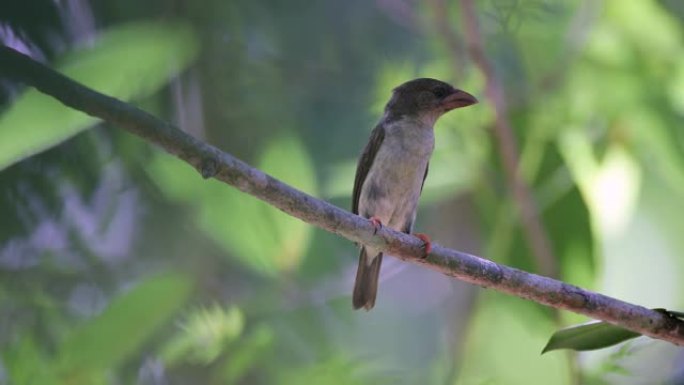 成年棕巴贝 (Caloramphus fuliginosus)