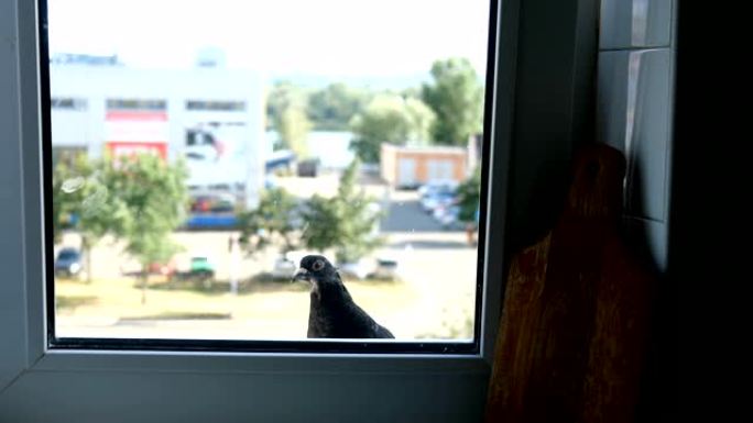 有趣的好奇鸽子沿着窗台走，透过窗户看。