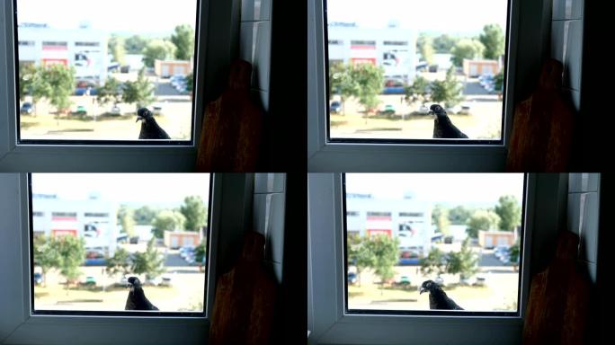 有趣的好奇鸽子沿着窗台走，透过窗户看。