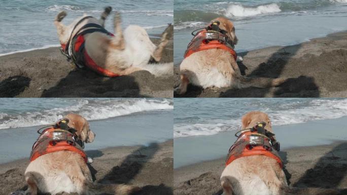 可爱的狗在海滩上长时间训练后休息。似乎狗正在观察大海，准备营救人们。工作中的救援犬