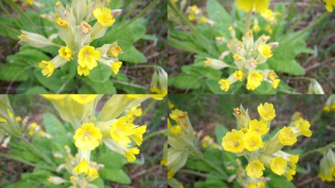 花园里一朵萌芽的黄色铃铛花