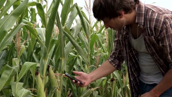 一位农民在田间拍摄玉米的果实。农业主题和生态产品。