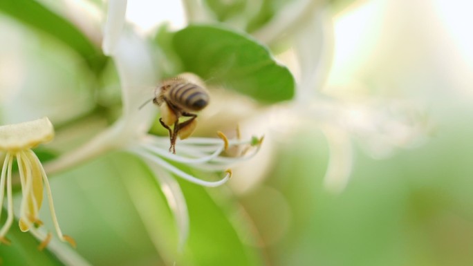 蜜蜂在金银花上采蜜飞舞慢镜头