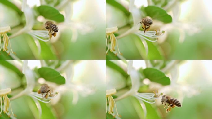 蜜蜂在金银花上采蜜飞舞慢镜头