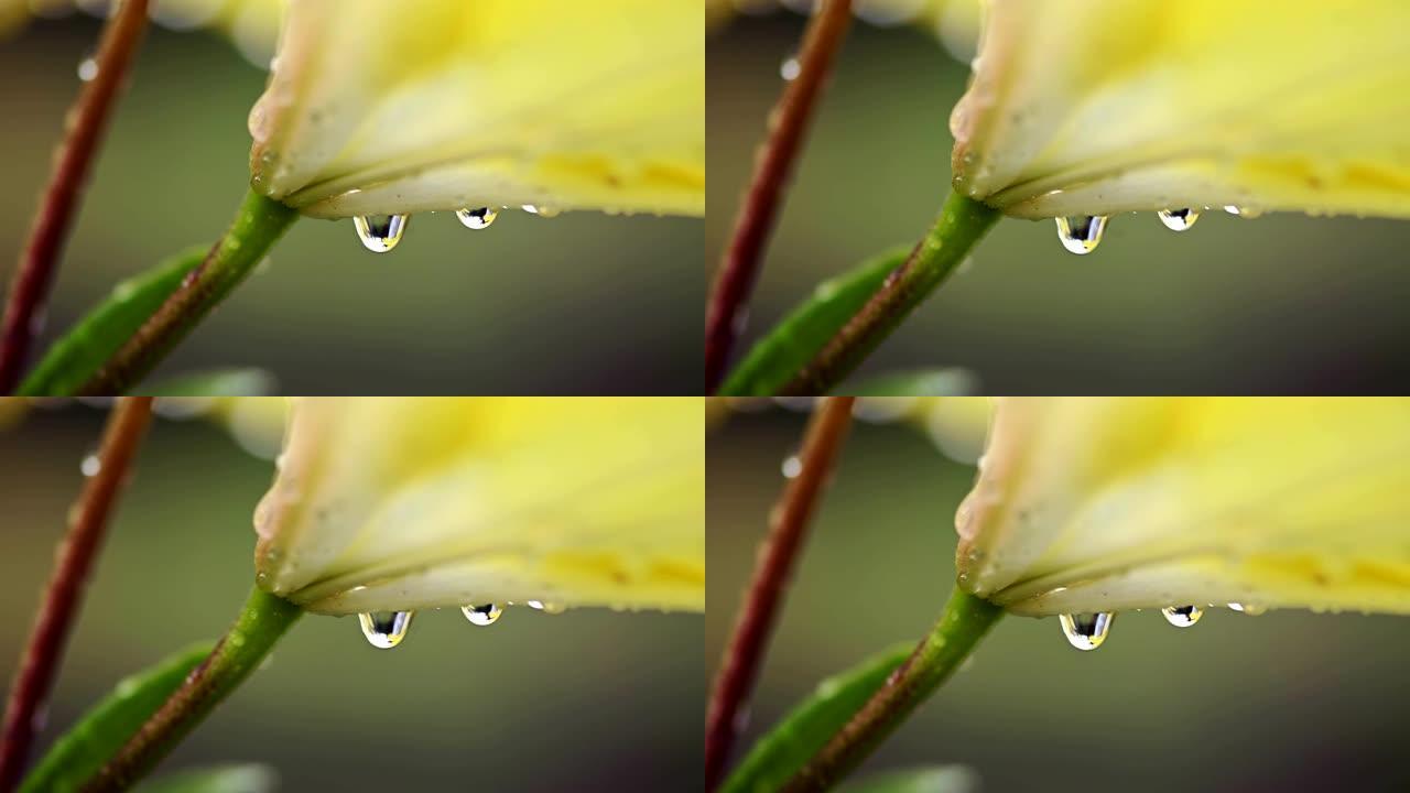 黄色百合花与水滴