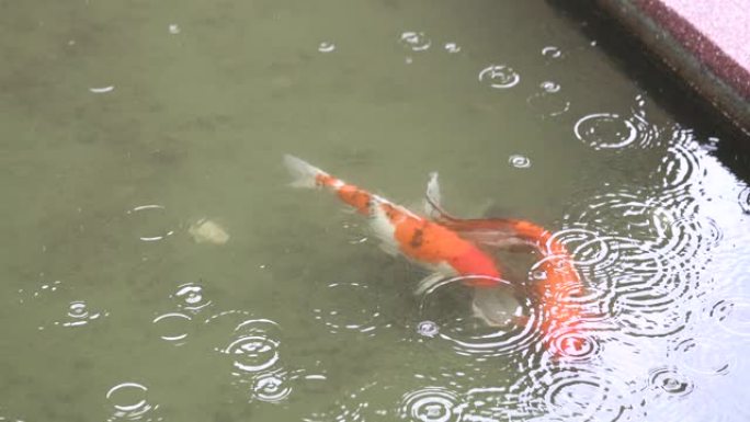 锦鲤鱼在池塘里下雨游泳。
