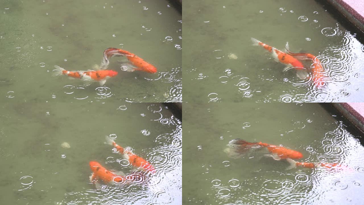 锦鲤鱼在池塘里下雨游泳。