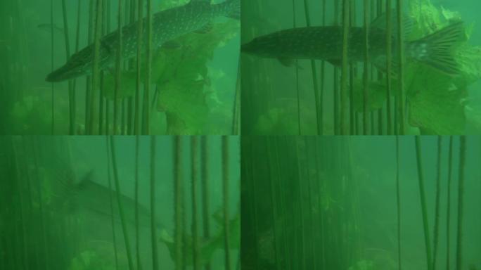 大自然栖息地野生梭鱼的冒险图片。派克迅速逃离了视频拍摄。