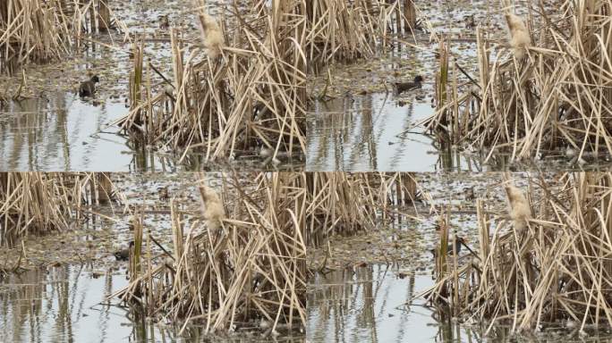 4k拍摄湖水中的芦苇和觅食的野鸭