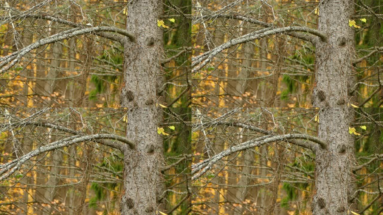 微型金冠国王鸟在非常活跃的季节秋季迁徙