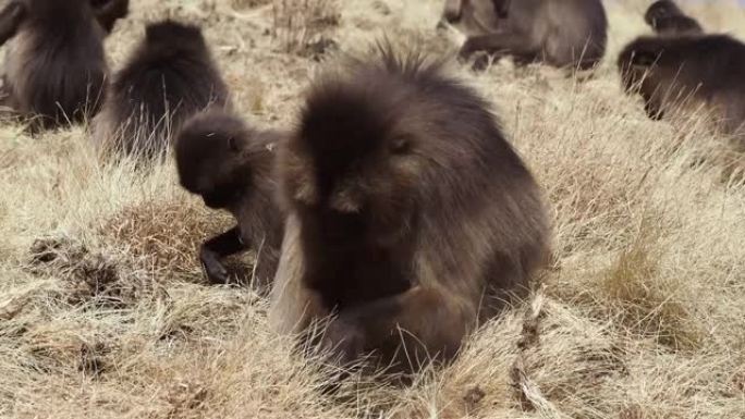 埃塞俄比亚Simien山国家公园内的Gelada猴子 (Theropithecus gelada)