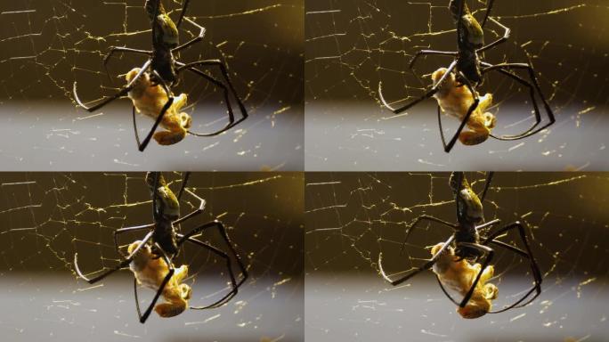 一只金丝球织布蜘蛛的特写