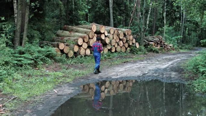 专业的记录仪会记录森林中砍伐的原木