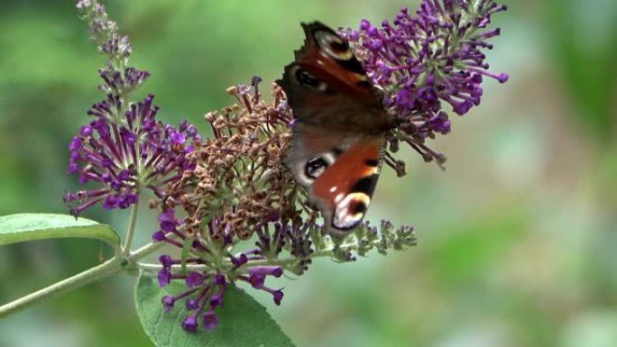孔雀蝴蝶眼，科学的Aglais io，在蝴蝶灌木几乎褪色的伞形花序上，科学的Buddleja dav