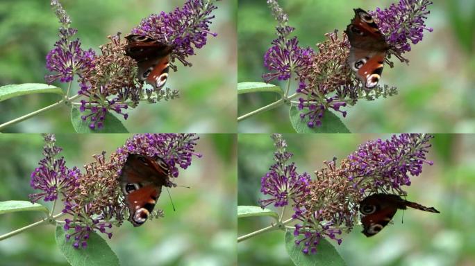 孔雀蝴蝶眼，科学的Aglais io，在蝴蝶灌木几乎褪色的伞形花序上，科学的Buddleja dav