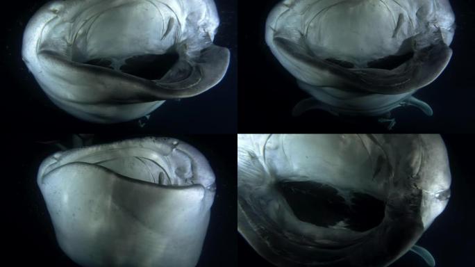 鲸鲨 (Rhincodon typus) 在夜间张开嘴喂养磷虾，印度洋，马尔代夫，亚洲