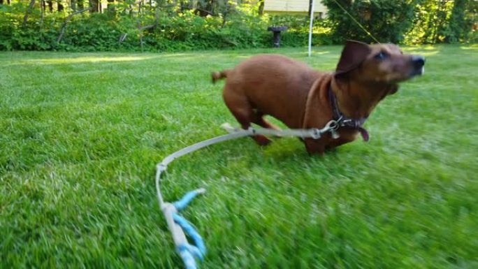 一只狗在后院奔跑的视频。
