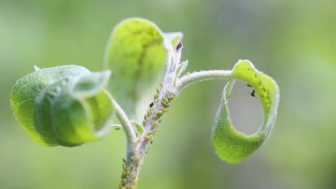 蚜虫在苹果树上聚落。昆虫绿飞宏观。园艺中的生物农药